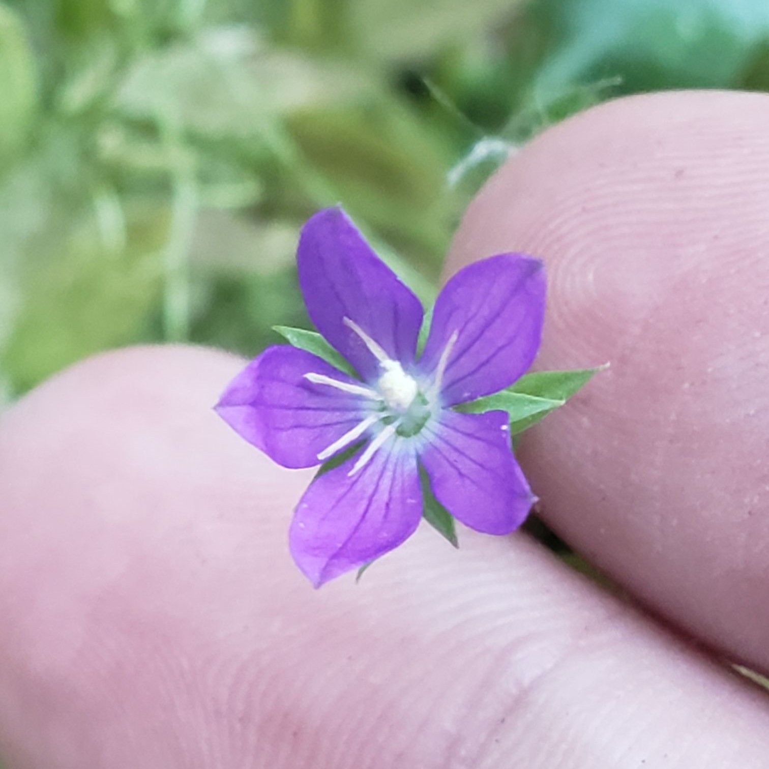 Picture of Triodanis perfoliata